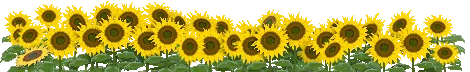 ひまわり